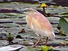 Luuk Punt · Ralreiger