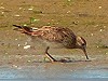 Luuk Punt · Siberische Strandloper