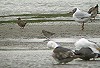 Martijn Bot · Siberische Strandloper