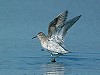 Hans Gebuis · Siberische Strandloper