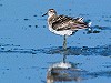 Hans Gebuis · Siberische Strandloper