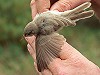 Karel A Mauer · Sykes' Spotvogel