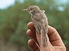 Karel A Mauer · Sykes' Spotvogel