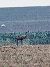 Arnoud B van den Berg · Canadese Kraanvogel