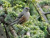 Martin van der Schalk · Alpenheggenmus