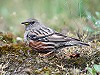 Leo JR Boon · Alpenheggenmus