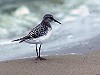 René Pop · Bairds Strandloper