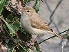 Martin van der Schalk · Kleine Spotvogel