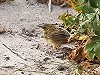 Koos Luijk · Siberische Sprinkhaanzanger