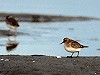 René Pop · Bairds Strandloper