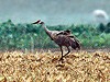 Arnoud B van den Berg · Canadese Kraanvogel