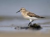 René Pop · Bairds Strandloper