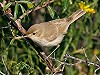 Loes van Rietschoten · Kleine Spotvogel