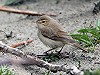 Martin van der Schalk · Kleine Spotvogel