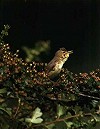 Karel Lemmens · Orpheusspotvogel