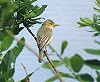 Menno van Duijn <a href="http://www.mennovanduijn.com">www.mennovanduijn.com</a> · Orpheusspotvogel