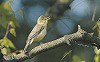 Patrick Palmen · Orpheusspotvogel