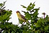 Marnix Jonker · Orpheusspotvogel