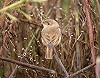 René van Rossum · Kleine Spotvogel