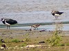 Luuk Punt · Siberische Strandloper