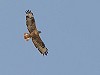 Ruurd Boonstra · Arendbuizerd