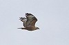 Herman Bouman · Arendbuizerd