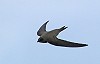 Jaco Walhout · Alpengierzwaluw