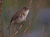 Jos van den Berg (BirdingTexel.com) · Struikrietzanger 