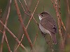 Jos van den Berg (BirdingTexel.com) · Struikrietzanger