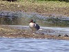 Paul van de Werken · Amerikaanse Wintertaling 