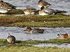 Eric Menkveld · Amerikaanse Wintertaling 