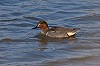 Thomas Luiten · Amerikaanse Wintertaling