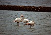 Jos van Oostveen · Flamingo