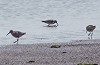 Pieter van Veelen · Bairds Strandloper