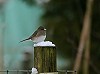 Guido Meeuwissen · Grijze Junco, Groningen,5 februari 2015, Guido Meeuwissen