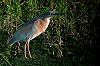 Laurens de Waard · Ralreiger