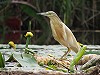 Frank van der Meer · Ralreiger, Nieuwkoopse Plassen, 8 juni 2016, Frank van der Meer