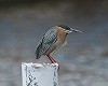 Wietze Janse · Groene Reiger 