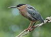 Wietze Janse · Groene Reiger 