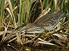 Gerwin van Houwelingen · Groene Reiger 