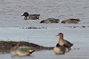 Eric Menkveld · Amerikaanse Wintertaling