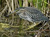 René Pop · Groene Reiger 