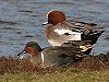 Eric Menkveld · Amerikaanse Wintertaling