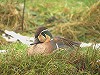 Diederik Kok · Siberische Taling