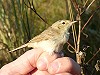 Henk Levering · Kleine Spotvogel 