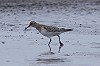 Eric Menkveld · Bairds Strandloper 