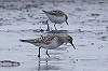 Eric Menkveld · Bairds Strandloper 