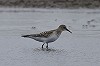 Eric Menkveld · Bairds Strandloper 