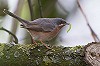 Maurits Martens · Westelijke Baardgrasmus