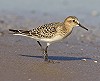 René van Rossum · Bairds Strandloper